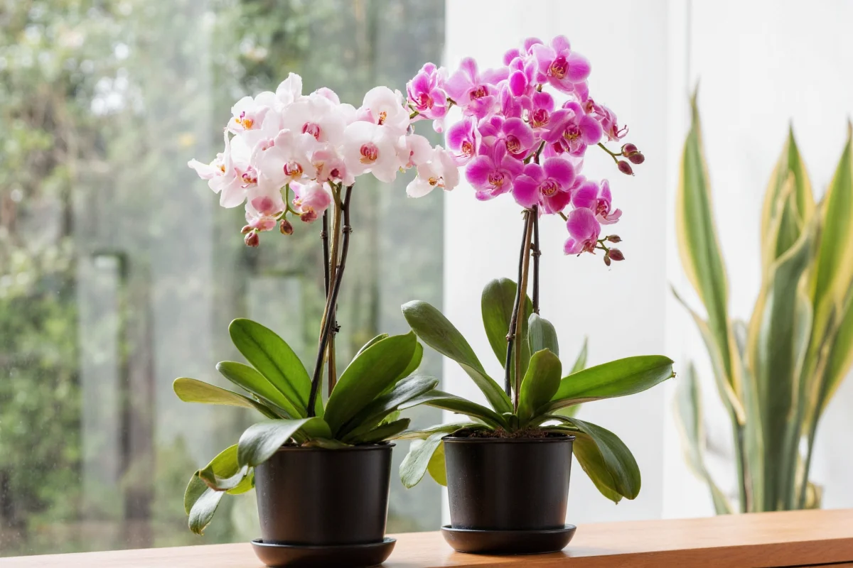 how to care for potted orchid plant