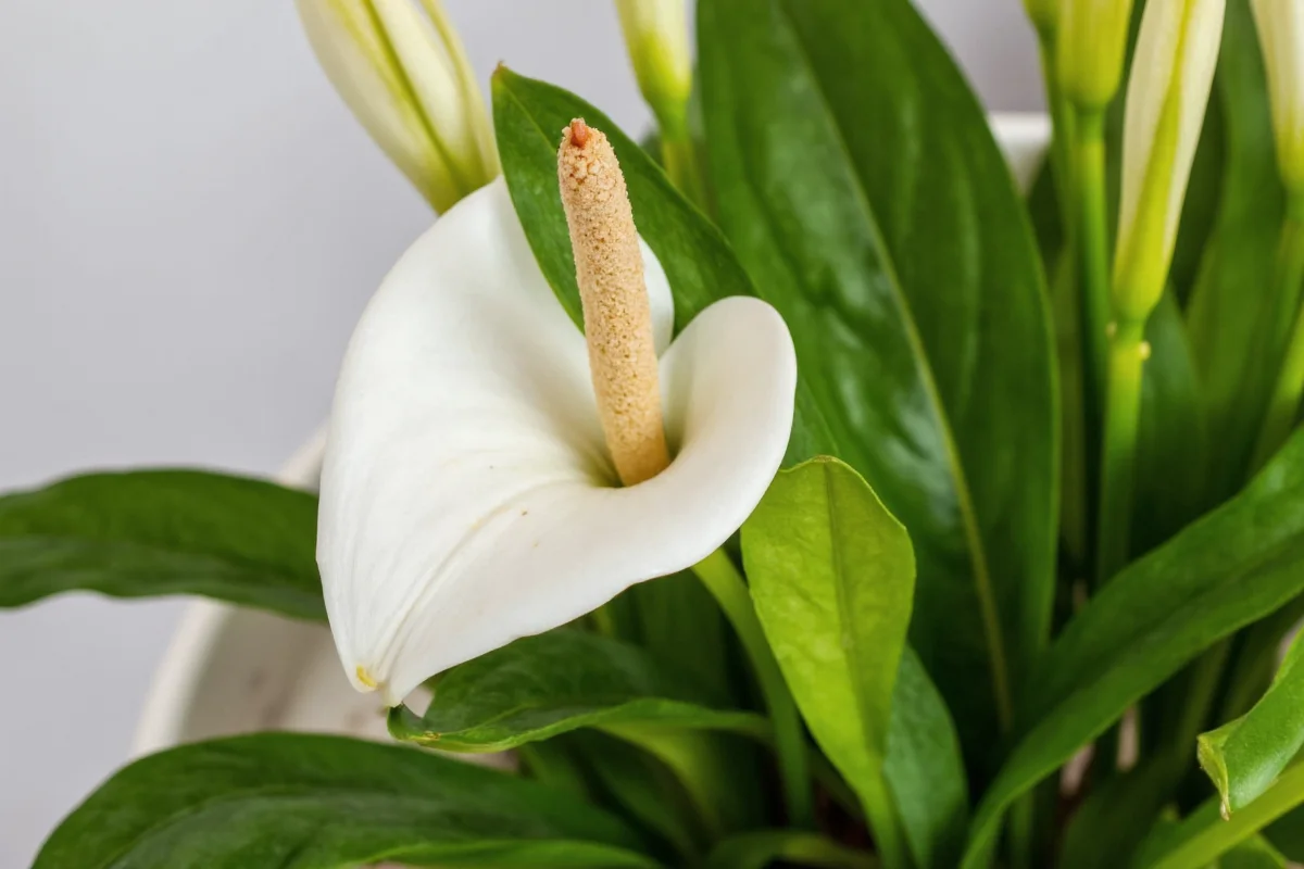 how to keep a peace lily plant alive