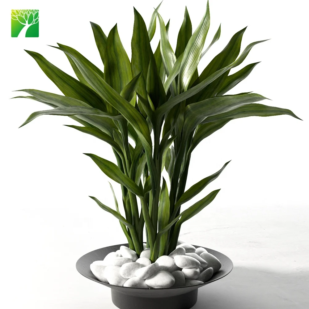 
Cheap wholesale ornamental green foliage plant lucky bamboo Dracaena sanderiana 