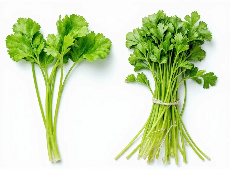 Cilantro vs Parsley: Key Differences Explained
