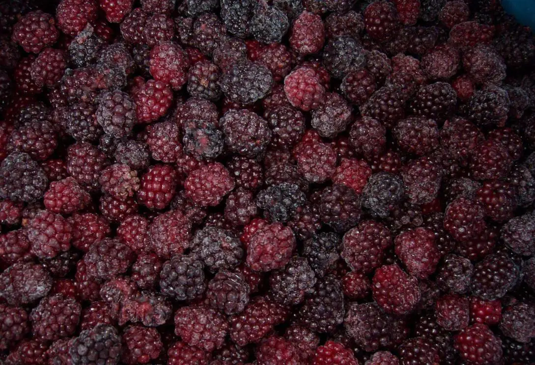 
Iqf Fresh Blackberry Fruits Frozen 