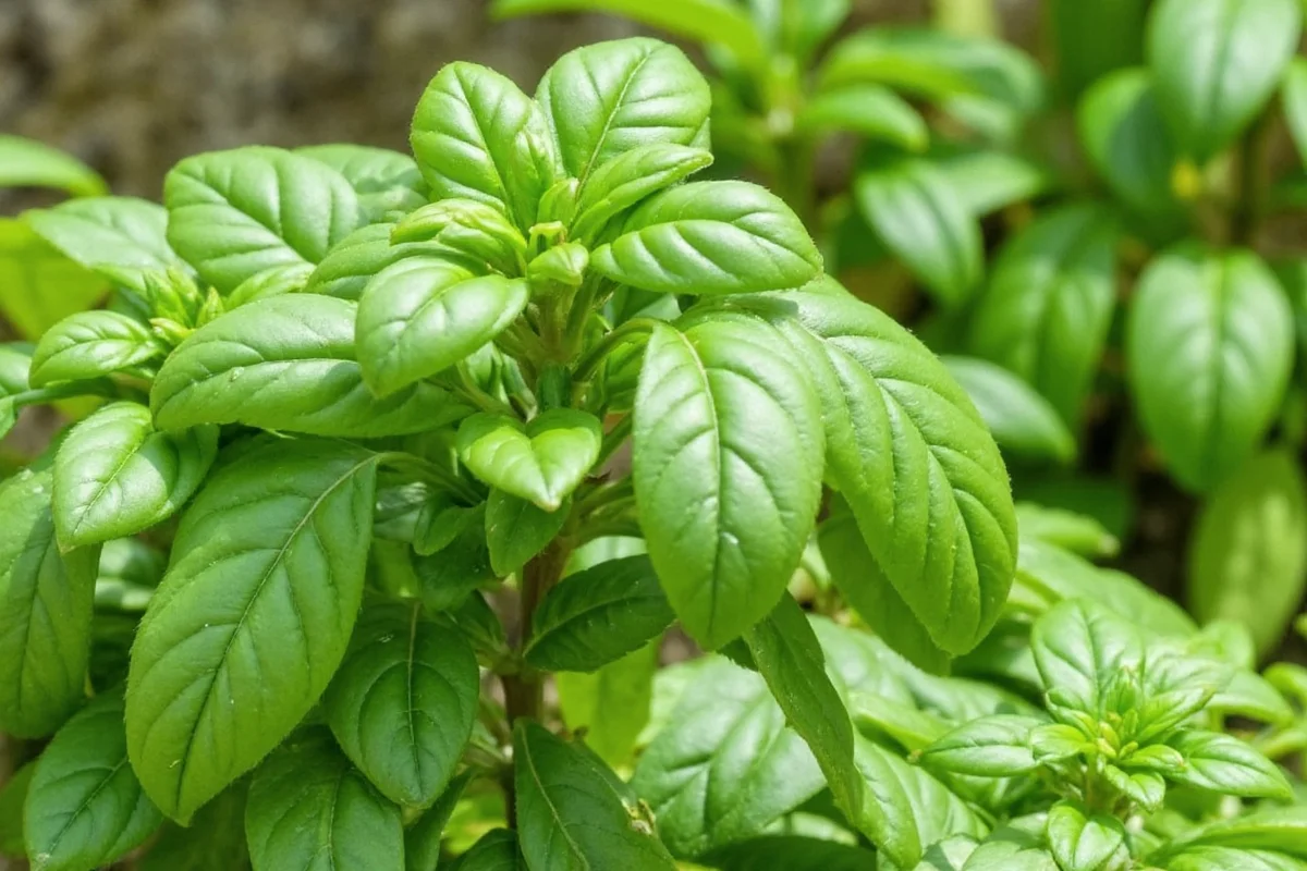 is basil a perennial or an annual plant