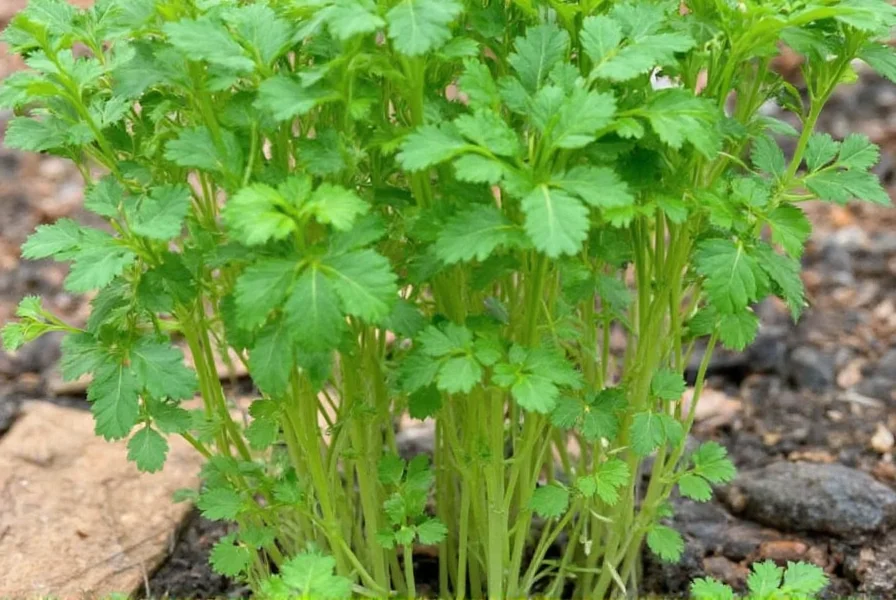 Coriander Growing Guide: From Seed to Harvest