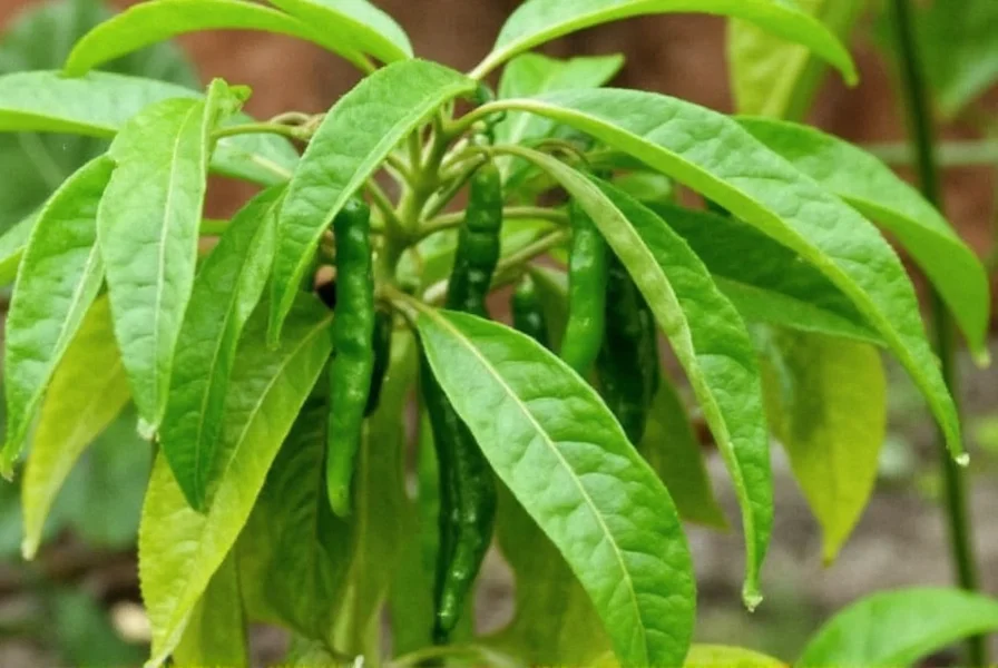 Cubanelle Pepper Plant: Complete Growing Guide