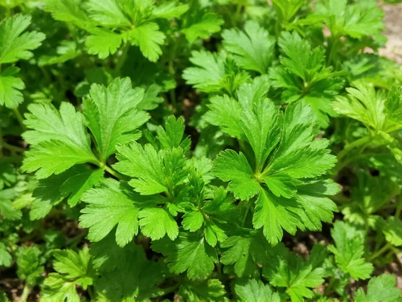 Cilantro vs Italian Parsley: Key Differences Explained