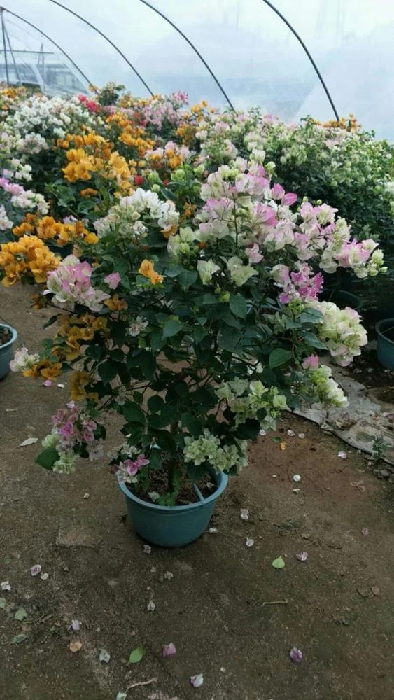 
whole sale high quality bougainvillea colorful 