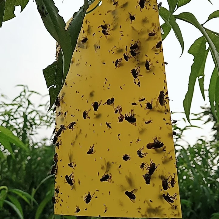 

Environmental protection Special spectral lure Yellow Sticky Paper Sticky Traps killing Flying Plant Insect