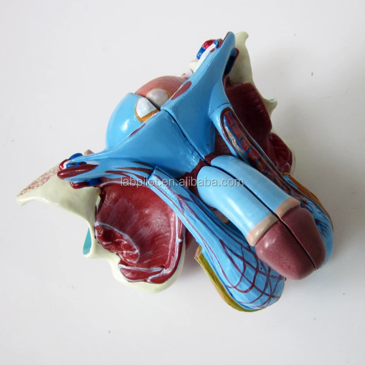 Dis Estetiginde En Populer Tedaviler Ve 2020 Yili Guncel Fiyatlari