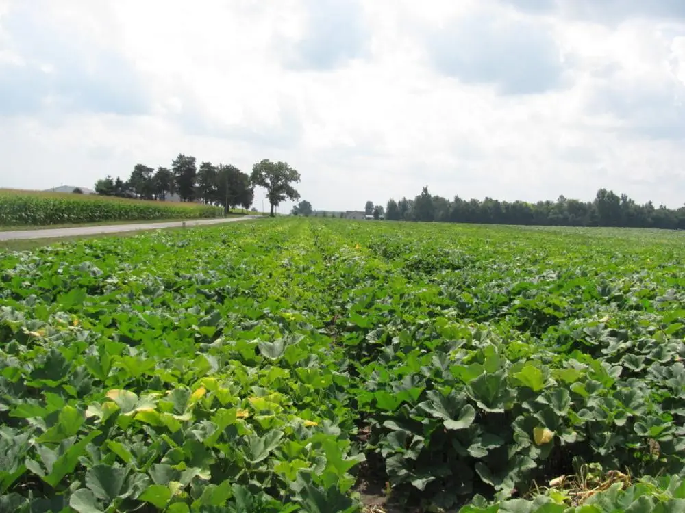 
High Yield Chinese Organic Pumpkin Seed Kernel 