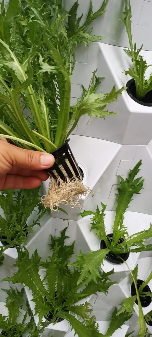 hydroponic tower garden