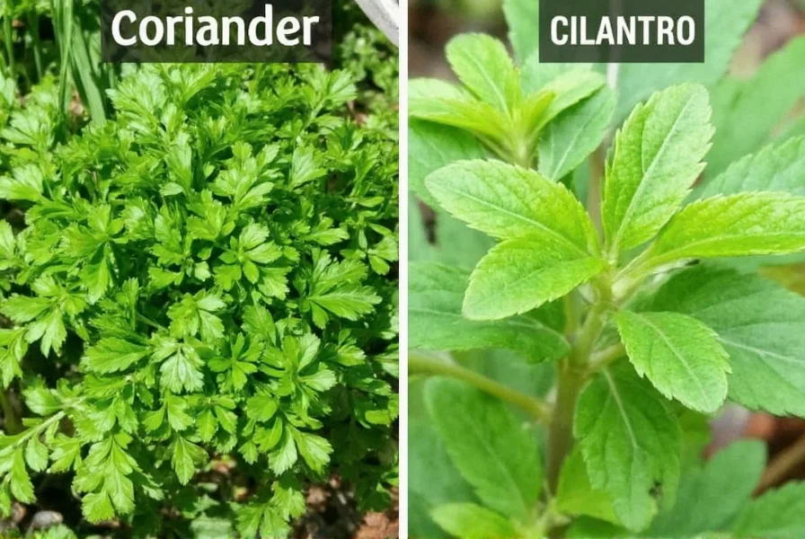 Coriander vs Cilantro: Same Plant, Different Names