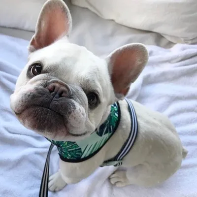 

Pet Supplies Wholesale Collars Ins Hot Sale Collar Breathable Mesh Dog Harness