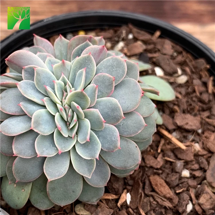 
Hot sale rare natural succulent plant Echeveria Fantastic Fountain Crest 