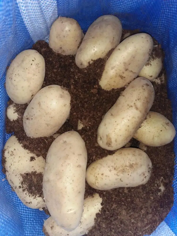 
Hot Selling Vegetable Fresh Potato Wholesale Fresh Potatoes 