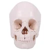Cheap anatomical human skull teaching training model
