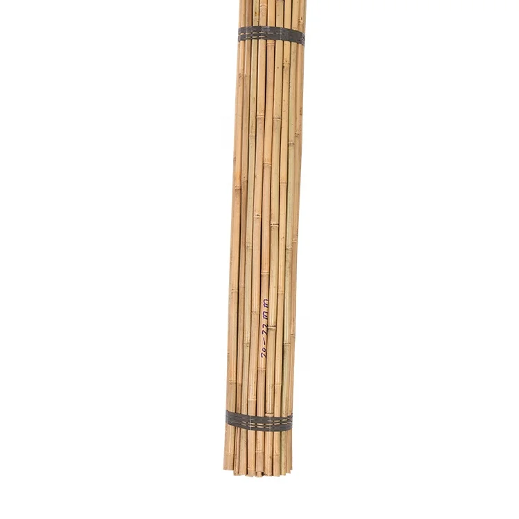 
Tonkin Cane Bamboo 240cm Dia.20 22mm for Tree Guards 