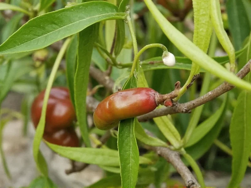 puya pepper