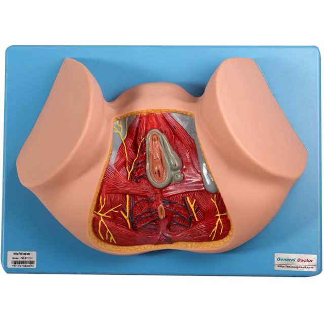 Gd A女性会陰解剖学シミュレーター 陰部医療モデル 解剖学モデル Buy 会陰シミュレータ 女性医療訓練解剖モデル 陰部モデル Product On Alibaba Com