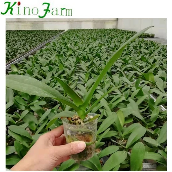 
Young Seedling Phalaenopsis 
