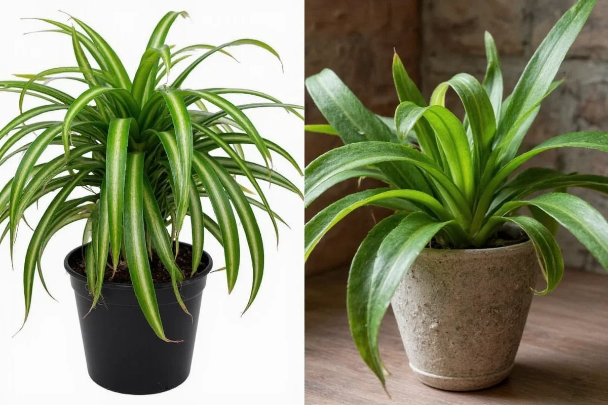 do spider plants need a lot of water