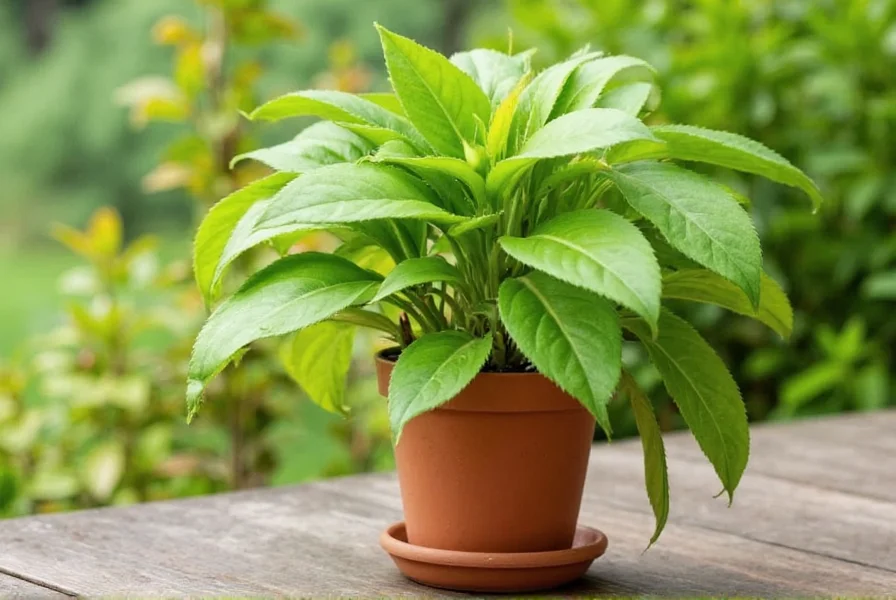 how do you grow a ginger plant