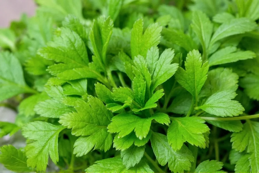 Korianderpflanze: Wirkung & Anwendung wissenschaftlich erklärt