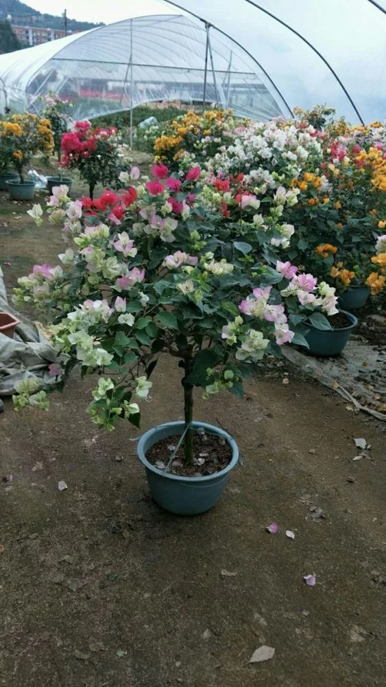 
whole sale high quality bougainvillea colorful 