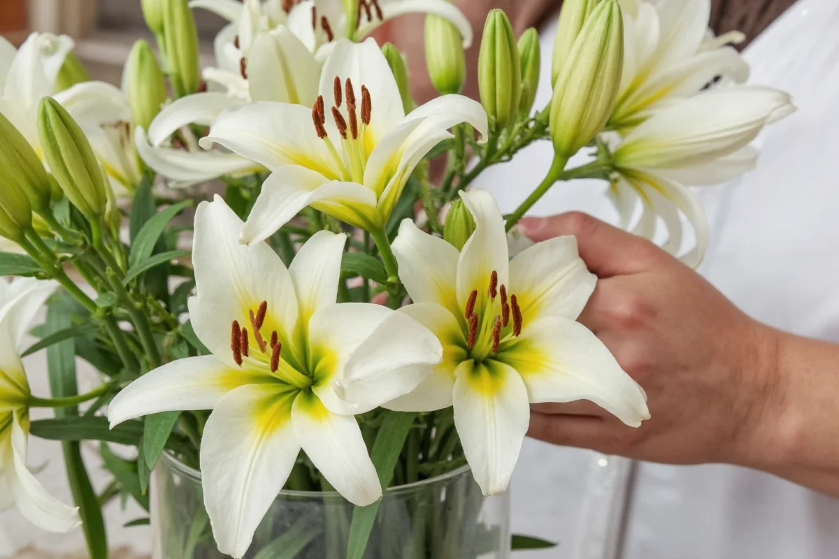 how do you take care of a lily plant