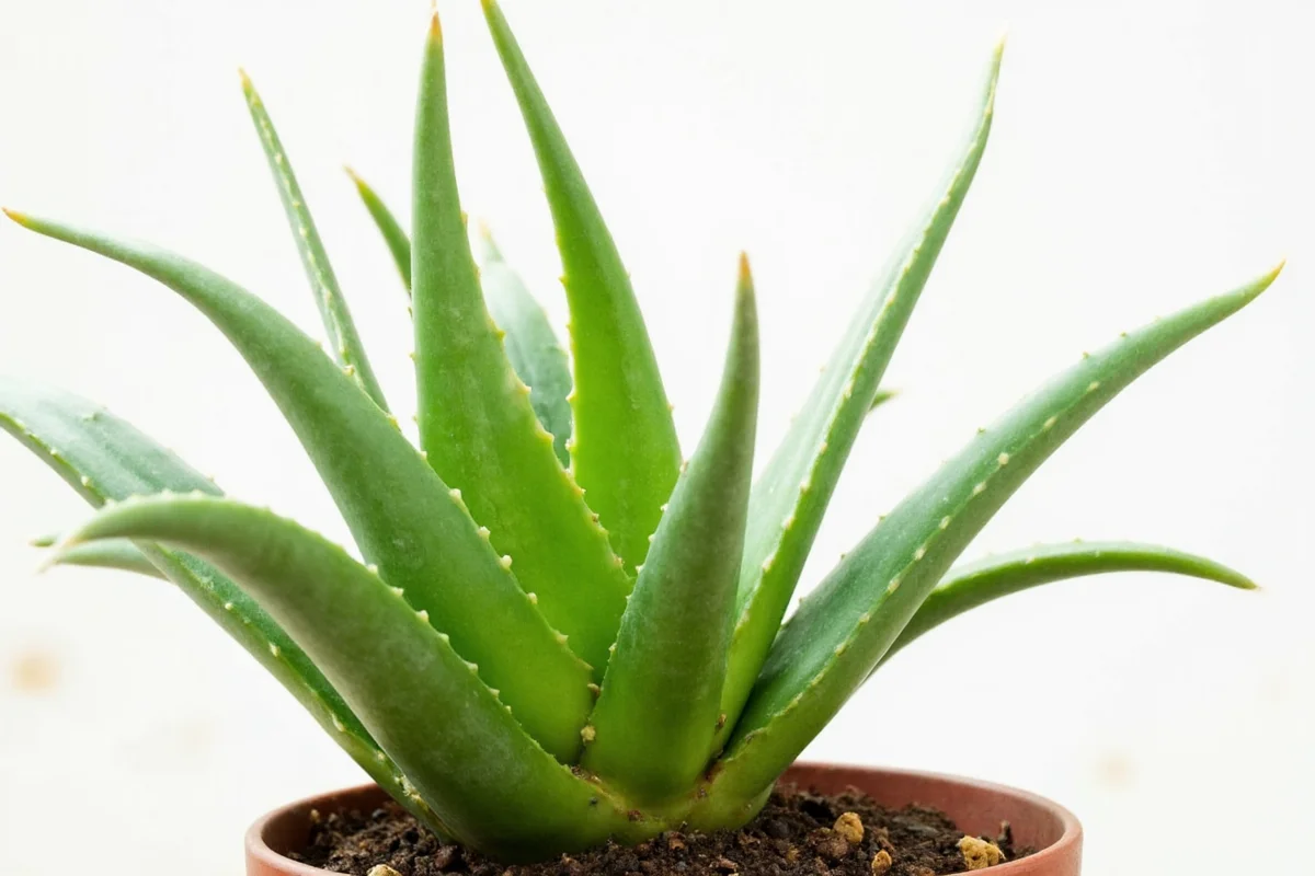 how to save an aloe vera plant