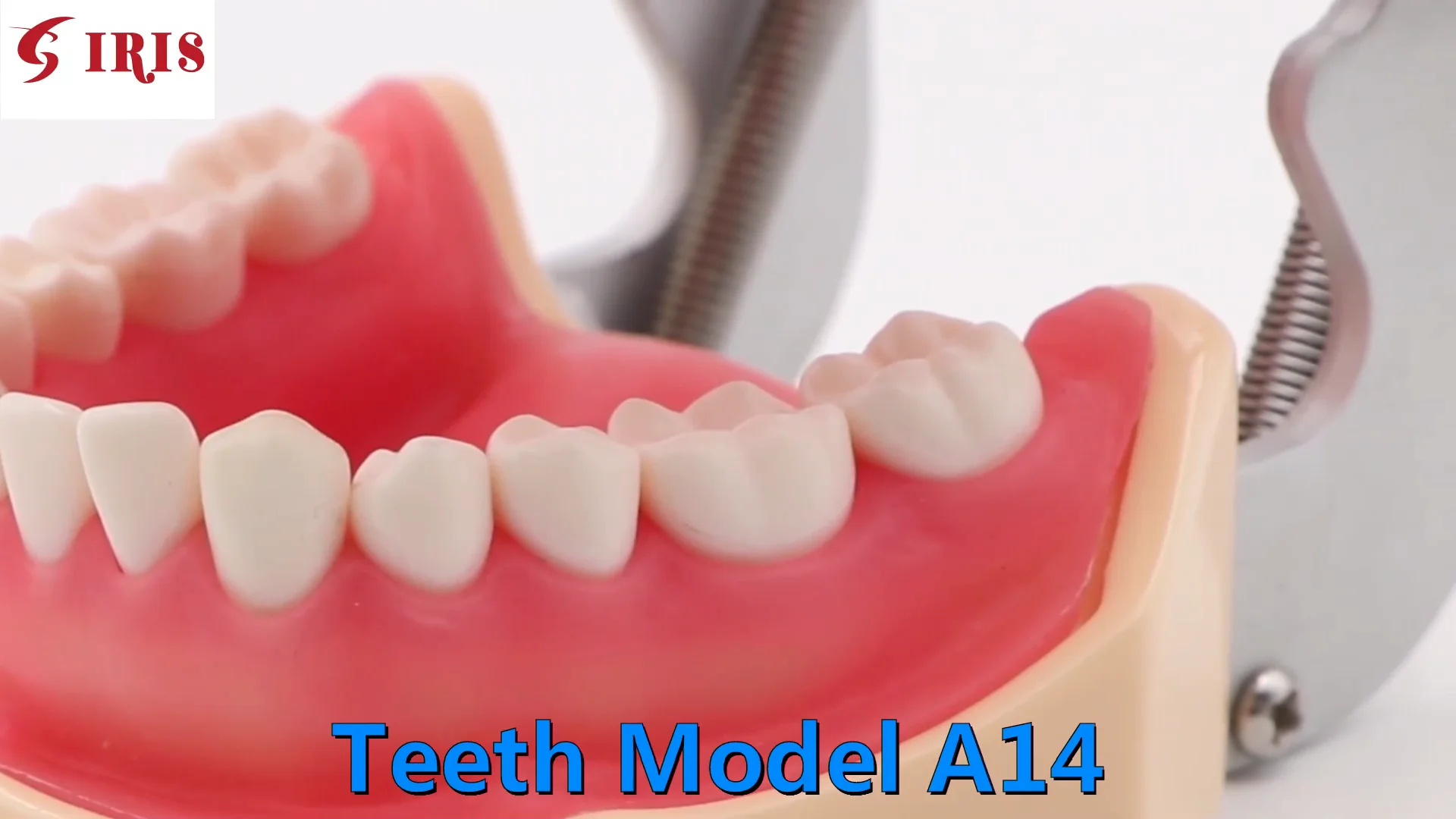 Dental teeth model pathology model with half implant rs c1 buy
