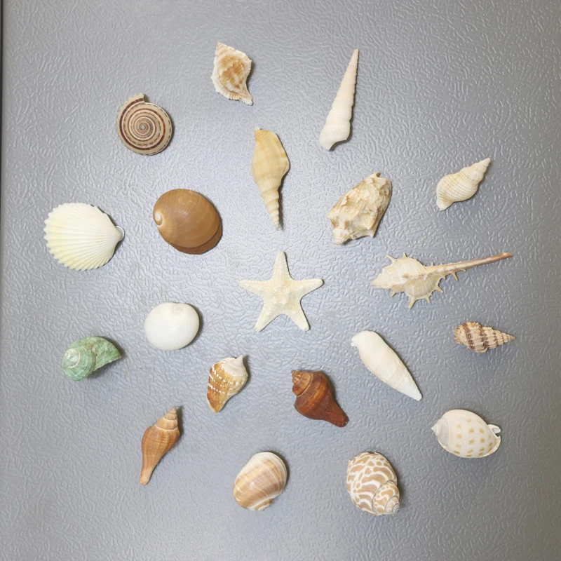 

Wholesale Natural shell Conch Refrigerator Magnet Decor Home Decoration Shell Crafts & Gifts Tourism Souvenirs