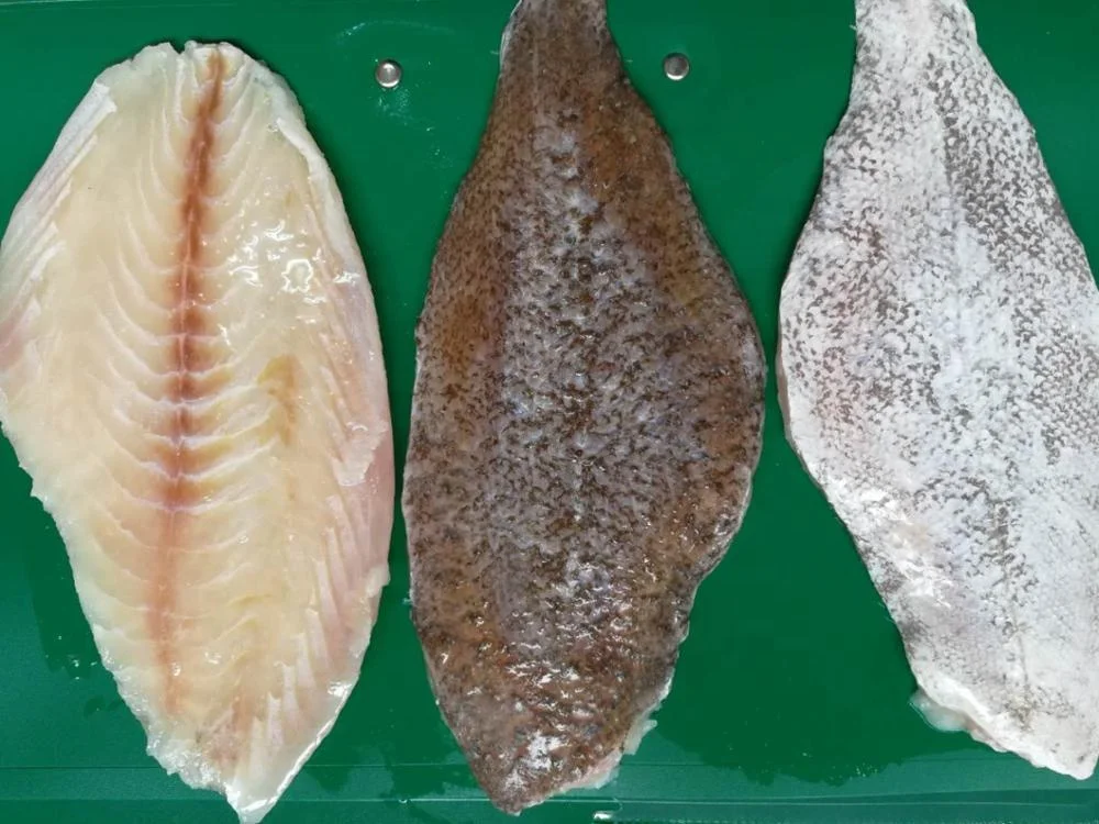 
Good Sale Indonesia Origin Seafood Frozen Halibut WR 