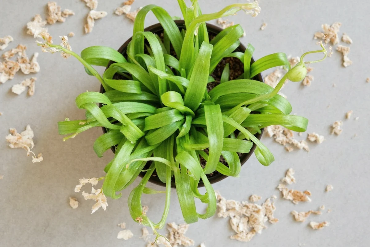 How to Root Snake Plant: Easy Step-by-Step Guide