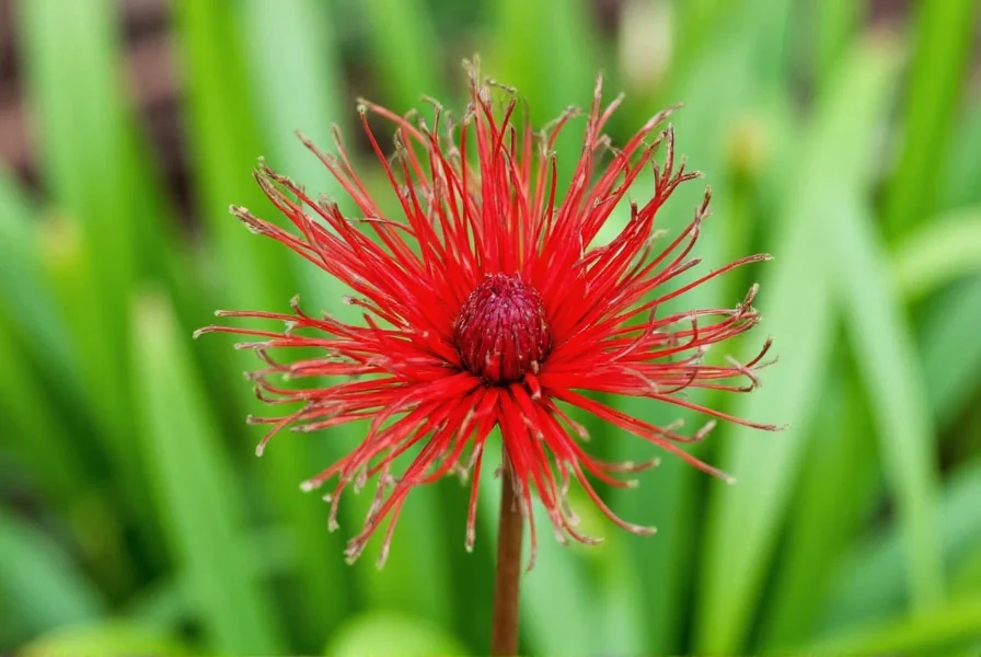Close-up view of saffron crocus corms showing proper planting depth and orientation for home garden cultivation