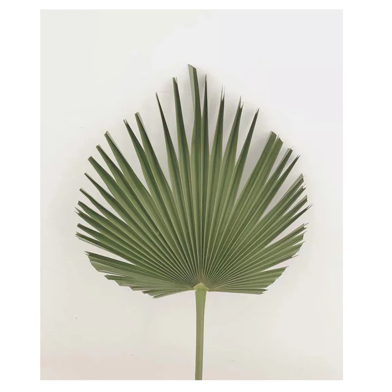 Wholesale Green Palm Leaves & Palmetto Leaves For Wedding Decoration