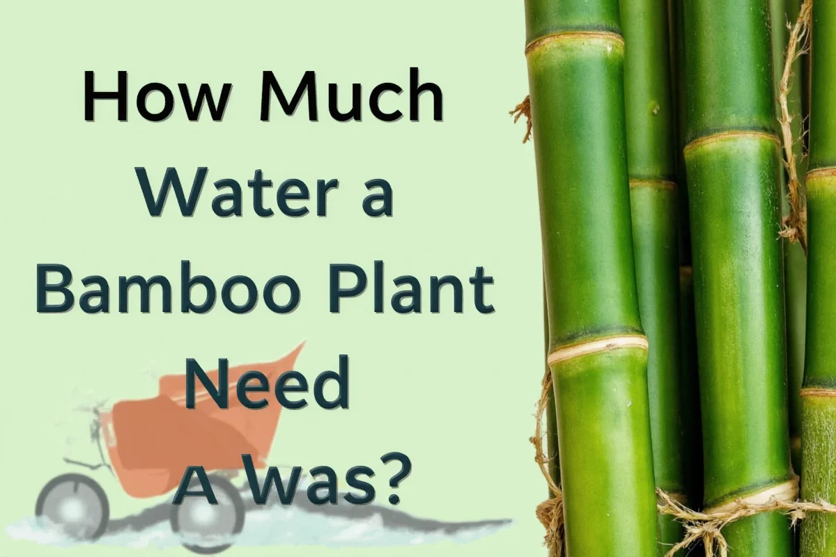 how much water does a bamboo plant need
