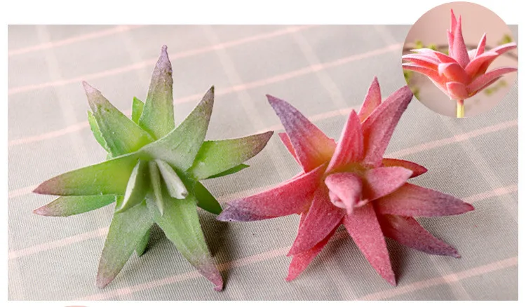 succulents (26).jpg