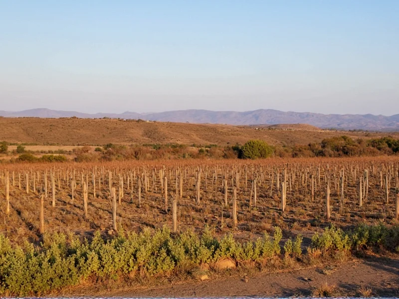 California Chile: Pepper Facts, Uses & Growing Guide