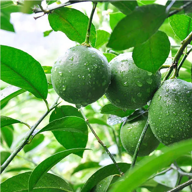 
Orange OEM Style Fresh Green Lemon with competitive price 