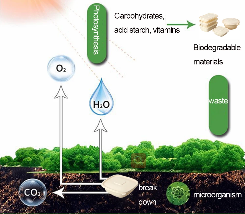 2个隔间包装生物可降解cr可堆肥餐盒带盖一次性可生物降解一次性食品