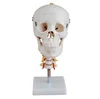 The model of cervical vertebrae and vertebral artery spinal nerves