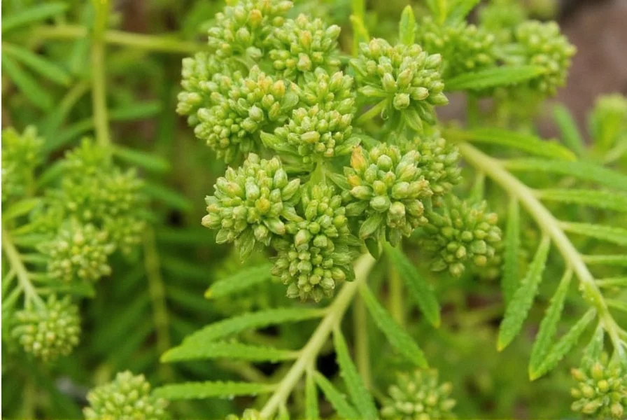 Close-up of Illicium floridanum leaves showing characteristic glossy texture and anise-like aroma