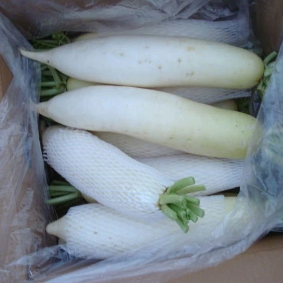 
chinese fresh radish turnip 