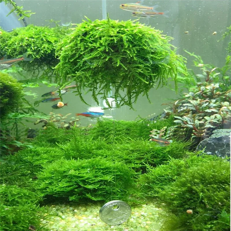 

Aquarium Fish Tank Media Moss Ball Live Plant Filter Filtration Decor Filters Accessories