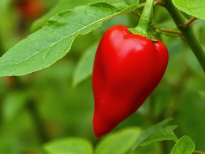Pasilla Pepper Heat Level: 1,000-2,500 SHU Explained