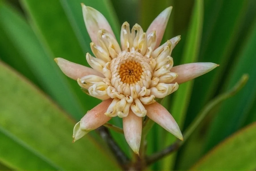 shell ginger