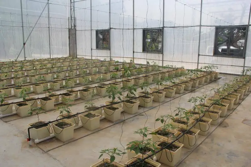 hydroponic tower garden