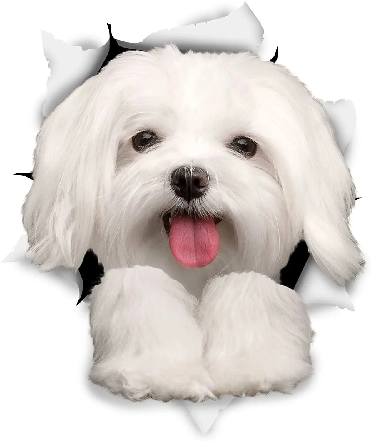 DasDecal Cute Maltese Dog Car
