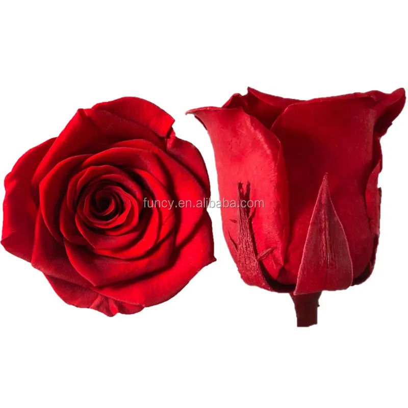 Wholesaler Eternal Rose Preserved Forever Immortal Rosas Preservadas
