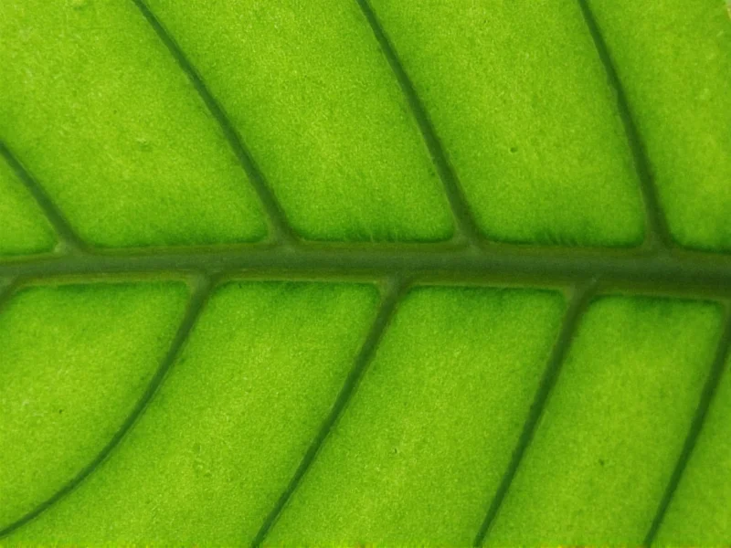 Spider mites webbing on monstera leaf underside indoor plant pests identification pictures